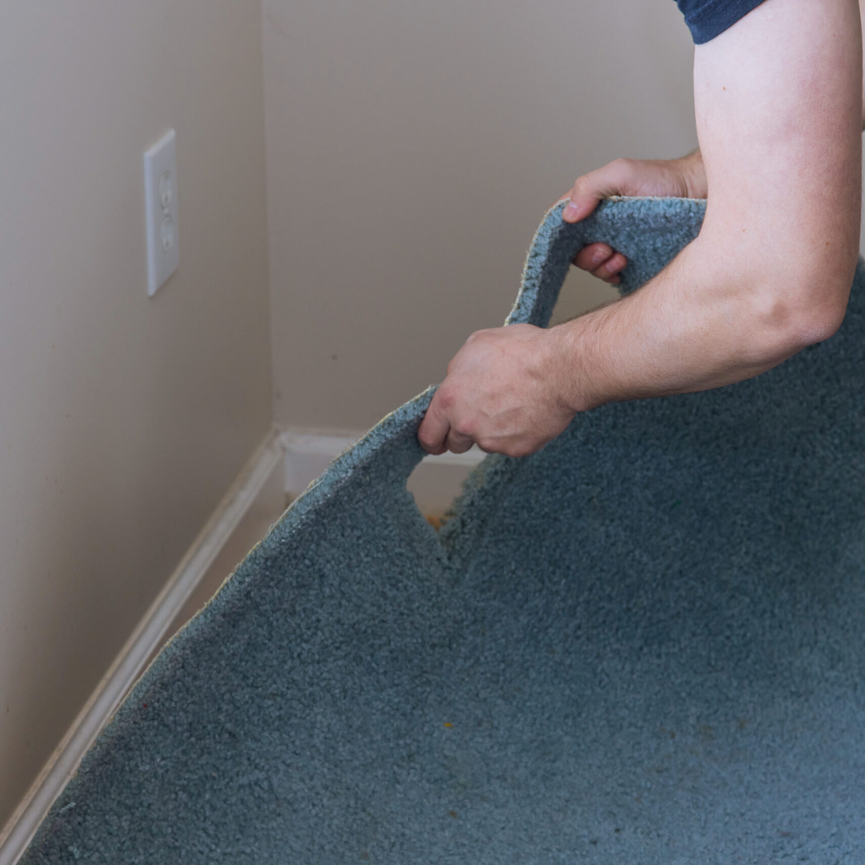 Professional worker with removing a carpet for renovation works in living room Professional worker with removing a carpet for renovation works in a living room